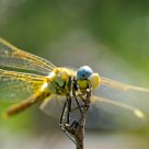 Libellule